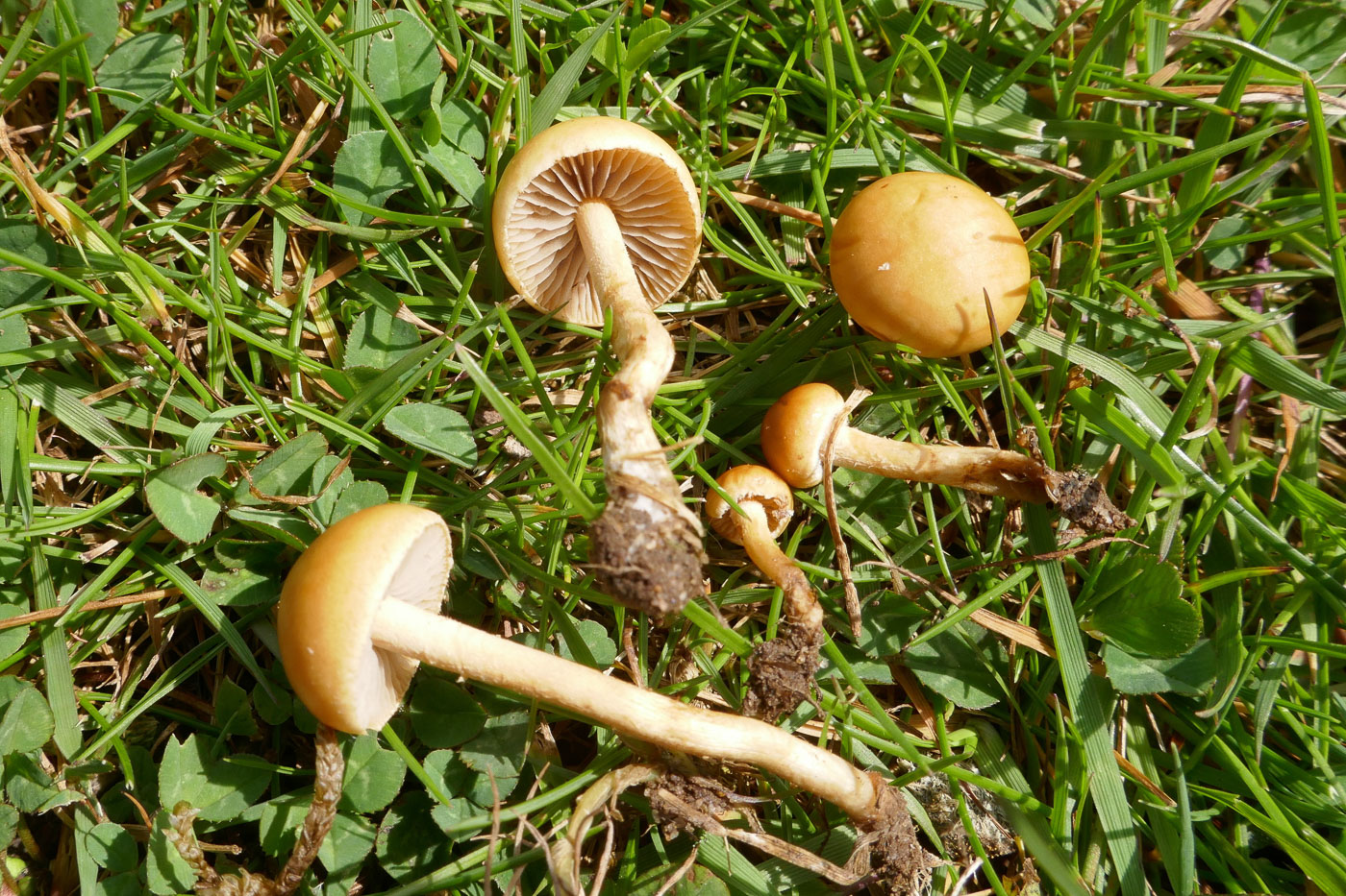 Photo by Jackie Ewan Agrocybe pediades by Jackie Ewan